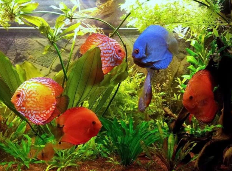 перекись водорода